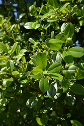 East Palatka Holly (Ilex x attenuata 'East Palatka') at Lakeshore Garden Centres