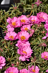 Happy Hour Rosita Portulaca (Portulaca grandiflora 'PAS752680') at A Very Successful Garden Center