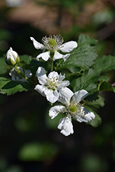 Natchez Thornless Blackberry (Rubus 'Natchez') at A Very Successful Garden Center