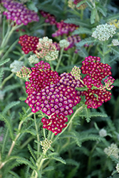 New Vintage Red Yarrow (Achillea millefolium 'Balvinred') at A Very Successful Garden Center