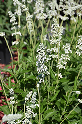 Augusta Duelberg Salvia (Salvia farinacea 'Augusta Duelberg') at A Very Successful Garden Center