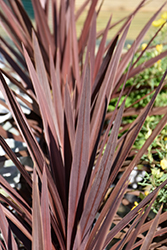 Red Star Red Grass Tree (Cordyline australis 'Red Star') at A Very Successful Garden Center