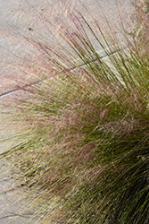 Hairawn Muhly (Muhlenbergia capillaris) at Stonegate Gardens