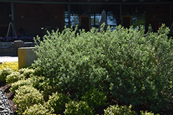 Texas Sage (Leucophyllum frutescens) at A Very Successful Garden Center