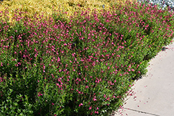 Pink Autumn Sage (Salvia greggii 'Pink') at A Very Successful Garden Center