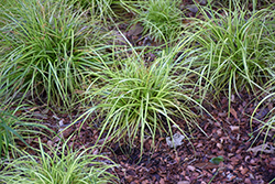 EverColor Everoro Japanese Sedge (Carex oshimensis 'Everoro') at Lakeshore Garden Centres