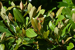 Coppertone Loquat (Eriobotrya japonica 'Coppertone') at Stonegate Gardens