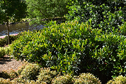 Coppertone Loquat (Eriobotrya japonica 'Coppertone') at Lakeshore Garden Centres