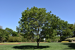 Trident Maple (Acer buergerianum) at A Very Successful Garden Center