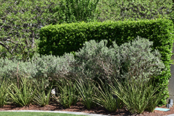 Silverado Texas Sage (Leucophyllum frutescens 'Silverado') at Stonegate Gardens
