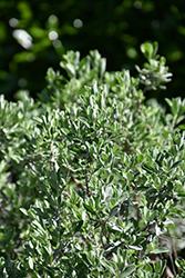 Silverado Texas Sage (Leucophyllum frutescens 'Silverado') at A Very Successful Garden Center