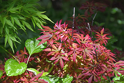 Kandy Kitchen Japanese Maple (Acer palmatum 'Kandy Kitchen') at Lakeshore Garden Centres