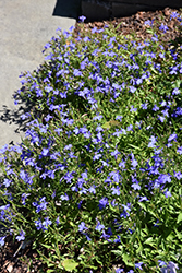 Techno Electric Blue Lobelia (Lobelia erinus 'Techno Electric Blue') at A Very Successful Garden Center