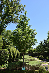 Caddo Sugar Maple (Acer saccharum 'Caddo') at A Very Successful Garden Center