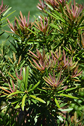 Mood Ring Podocarpus (Podocarpus macrophyllus 'Sosa') at Lakeshore Garden Centres