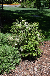Snow Joey Viburnum (Viburnum luzonicum 'BLV01') at A Very Successful Garden Center