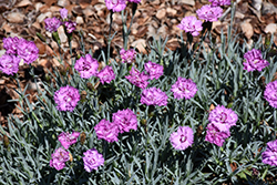 Mountain Frost Silver Strike Pinks (Dianthus 'KonD1039K1') at Lakeshore Garden Centres