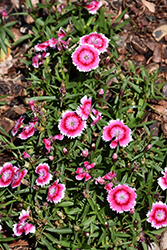 Beauties Olivia Bella Pinks (Dianthus 'Olivia Bella') at Lakeshore Garden Centres