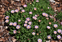 Jewel Of Desert Rosequartz Ice Plant (Delosperma 'Jewel Of Desert Rosequartz') at A Very Successful Garden Center