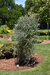 Silver Drop Cider Gum (Eucalyptus gunnii 'Silver Drop') at A Very Successful Garden Center