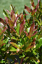Coppertop Sweet Viburnum (Viburnum odoratissimum 'Brant 01') at A Very Successful Garden Center