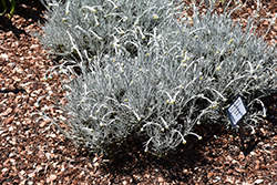 Silverball Curry Plant (Helichrysum stoechas 'Silverball') at A Very Successful Garden Center
