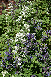 Angel's Wings Catmint (Nepeta x faassenii 'Angel's Wings') at Stonegate Gardens