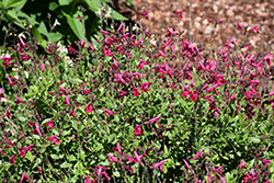 Mirage Neon Rose Autumn Sage (Salvia greggii 'Balmirnose') at Lakeshore Garden Centres