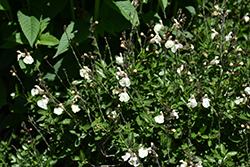 Mirage Cream Autumn Sage (Salvia greggii 'Balmircemi') at A Very Successful Garden Center