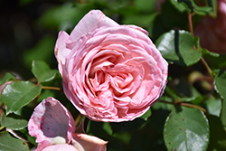 Savannah Sunbelt Rose (Rosa 'KORvioros') at A Very Successful Garden Center