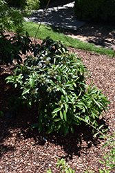 Moonlit Lace Viburnum (Viburnum 'sPg-3-024') at A Very Successful Garden Center