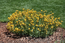 Cheers Florange Wallflower (Erysimum 'Balcherflora') at A Very Successful Garden Center