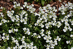 Momento White Nemesia (Nemesia 'Momento White') at A Very Successful Garden Center