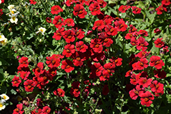 Momento Red Nemesia (Nemesia 'Momento Red') at A Very Successful Garden Center