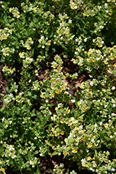 Honey Dark Yellow Nemesia (Nemesia 'Honey Dark Yellow') at Lakeshore Garden Centres