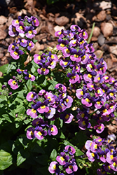 Honey Bicolor Lilac Nemesia (Nemesia 'Honey Bicolor Lilac') at A Very Successful Garden Center