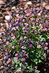 Honey Purple Rose Nemesia (Nemesia 'Honey Purple Rose') at A Very Successful Garden Center
