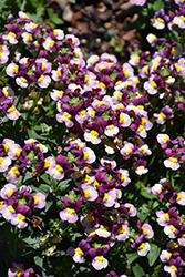 Honey Bicolor Purple Nemesia (Nemesia 'Honey Bicolor Purple') at A Very Successful Garden Center