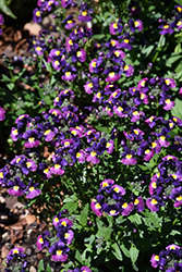 Honey Dark Purple Nemesia (Nemesia 'Honey Dark Purple') at A Very Successful Garden Center