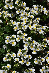 Honey White with Eye Nemesia (Nemesia 'Honey White with Eye') at A Very Successful Garden Center
