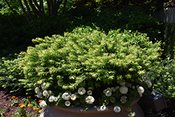 Hedgehog Japanese Plum Yew (Cephalotaxus harringtonia 'Hedgehog') at Lakeshore Garden Centres