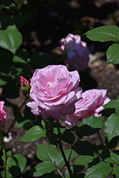 Sweet Surrender Rose (Rosa 'Sweet Surrender') at Stonegate Gardens