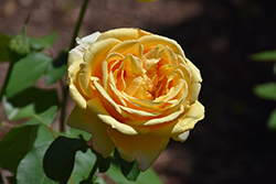 Gina Lollobrigida Rose (Rosa 'Meilivar') at A Very Successful Garden Center