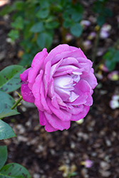 Charles de Gaulle Rose (Rosa 'MEIlanein') at A Very Successful Garden Center