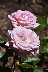 Blue Moon Rose (Rosa 'Blue Moon') at A Very Successful Garden Center