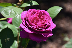 Plum Crazy Rose (Rosa 'AROgraju') at Stonegate Gardens