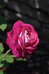 Baroness De Rothschild Rose (Rosa 'Baronne Edmond de Rothschild') at Stonegate Gardens