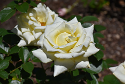 Lemon Spice Rose (Rosa 'Lemon Spice') at A Very Successful Garden Center