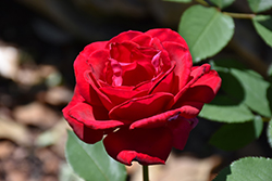 Love's Magic Rose (Rosa 'KORmiach') at A Very Successful Garden Center