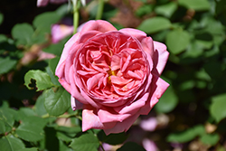 Boscobel Rose (Rosa 'Boscobel') at Stonegate Gardens